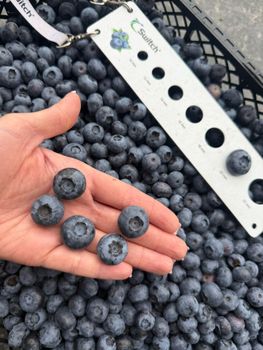 Poland Blueberry Origin Poland Organic No, Yes - MAJESTIC ORCHARD - United States