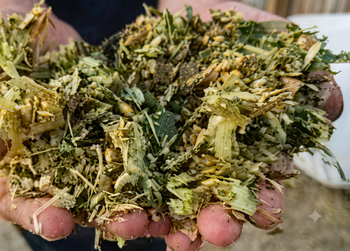 Corn silage animal food Features Organic Delivery Form Bag, Other - Vision Traders - Pakistan