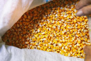 Best Bulk Supply of Non GMO Dried Yellow Corn for Animal Feed White Corn at Cheap Price GMO-Free Corn Cultivation Type - AGRONOVA - United States