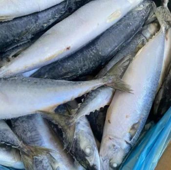 Frozen Spanish Mackerel Fish (king fish/seer fish) Seafood Hotsale Factory Price - Jiangsu e.Funs Import & Export Co., Ltd. - China