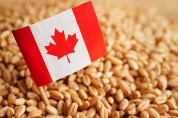 Wheat Grains - Glocal Holdings Inc. - Canada