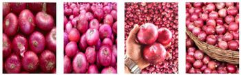 Fresh Onion – product photo, Fresh Shallot Onion products found from trusted suppliers, wholesalers, manufacturers & exporters Listing