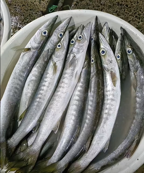 FROZEN BARRACUDA - HIGH QUALITY Type FROZEN FISH Flavor Bold, Savory Texture Firm, Meaty Sustainability Sustainably Caught - PT Savya Coco Provita - Indonesia