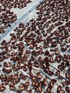 Turkish Sun-Dried halved Tomatoes from Kuzey Ege ( North Aegea ) Export Company Turkish Sun-Dried halved Tomatoes - Kuzey Ege ( North Aegea ) Export Company - Turkey