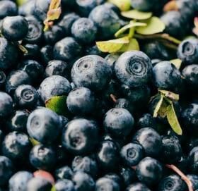 Frozen Bilberry - ECO BERRY FARM - Ukraine