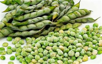 Pigeon Peas - Am star group trading plc - Ethiopia