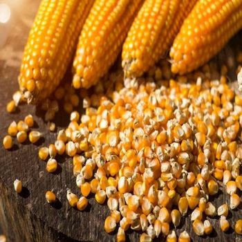 Export Yellow Corn Maize 50kg Strong Packaging Clean Grain High Purity Yellow Kernels Suitable For International Trade Feed Industry And Bulk Supply Buy Now Fast Delivery Premium Quality Wholesale from wood traders Export Yellow Corn Maize 50kg Strong Packaging Clean Grain High Purity Yellow Kernels Suitable For International Trade Feed Industry And Bulk Supply Buy Now Fast Delivery Premium Quality Wholesale - wood traders - Poland