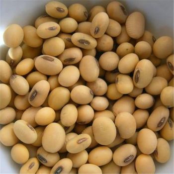 Top quality Soyabeans Seed Nongmo Yes Max Color 2% Max Splits 20% Husks No Husks Admixture 1% Max Features Organic Seed Color 50.3% -  JAC SEEDS & OIL TRADING (PTY) LTD - South Africa
