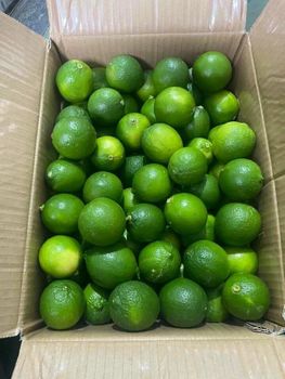 Lime – product photo, Lime products found from trusted suppliers, wholesalers, manufacturers & exporters Listing