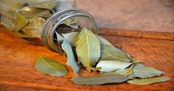 Dried Bay leaves - Green Alliance Company - Egypt