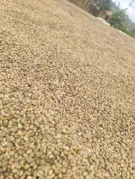 ARABICA COFFEE from TREVEX INTER CO.,LTD ARABICA COFFEE - TREVEX INTER CO.,LTD - Thailand