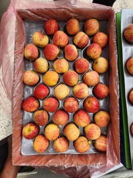 Fresh Apple Ph 3.5–4.0 Size 65–85 Mm (grade A) Moisture Content 80–85% Weight Per Fruit 150–250 G Tss Degree Brix 11–15 - BF GLOBAL TRADING (PTY) LTD - South Africa