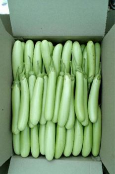 Indian Bottle Gourd Flavor Mild Texture Crisp Calorie Count Low Culinary Use Used In Curries, Stews, Soups, And Side -  Oksea Overseas Private Limited  - India