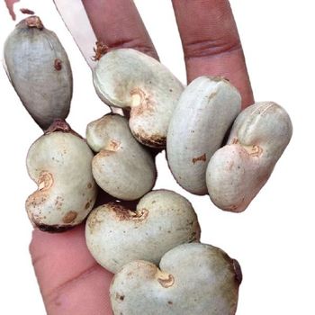 Top Brazilian / Cheap Price Kernel Organic Quality Cashews Nut Supplier Offers Benin Raw Cashew Nuts In Shell - PAMPAFOODS COMERCIO IMPORTACAO E EXPORTACAO LTDA. - Brazil