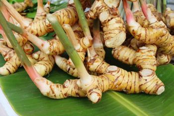 Premium Red Galangal from Indonesia, Rich flavor, Bold aroma, negotiable - PT. Winfeel Selaras Excelindo - Indonesia