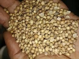 CORIANDER SEED Splits Max 5–10% Purity 98% – 99.5% Foreign Matter Max 0.5% Weevilled Seeds Nil – 1% Moisture Content Max - 4MAX GLOBAL EXIM PVT LTD - India