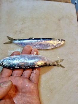 AUSTRAL SARDINES 2X10 KG FROZEN BLOCKS from Pristine Patagonia SPA AUSTRAL SARDINES 2X10 KG FROZEN BLOCKS - Pristine Patagonia SPA - Chile