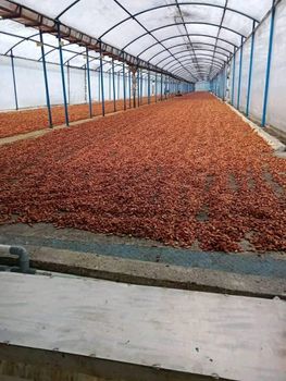 Cocoa Beans – product photo, Fermented Cocoa Beans products found from trusted suppliers, wholesalers, manufacturers & exporters Listing
