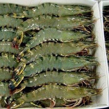Frozen Prawns Premium Export Quality Individually Quick Frozen Seafood For Bulk Import Wholesale Supply And Retail Demand - TOSOH INTERNATIONAL - South Africa