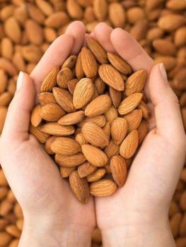 New Raw Almond Kernels Original Flavor Nuts Large Flat Almonds Dried Food Snacks Wholesale Full Box Baking - Carla Pisselli Commercio - Brazil