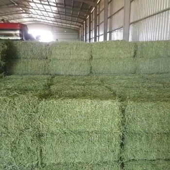 Alfalfa hay Type P/O Load Size 52 Bales Packaging twin bales Bale Dimensions 3x3x8 Bale Weight 65lb And 100lb Average Bale Weight 915 Lbs - South east family farm - United States