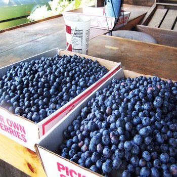 Fresh blueberries - BF GLOBAL TRADING (PTY) LTD - South Africa