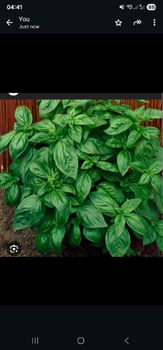 Basil