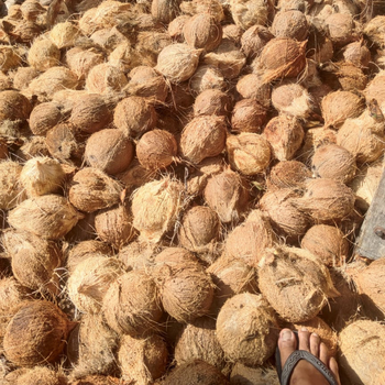 Semi-husked coconut – product photo, Fresh Semi-Husked Coconut products found from trusted suppliers, wholesalers, manufacturers & exporters Listing