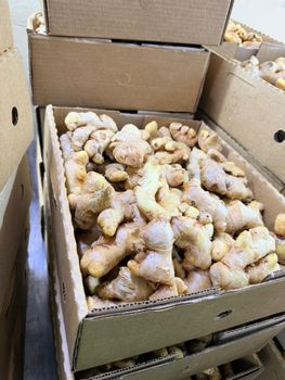 Fresh Ginger - damagy greens - Kenya