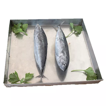 Frozen Skipjack Tuna Fish High Protein Ocean Harvest Selection For Wholesale Seafood Import And Export Demand - TOSOH INTERNATIONAL - South Africa