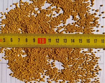 Mustard Seed - IP GKFH Pimenow - Russian Federation