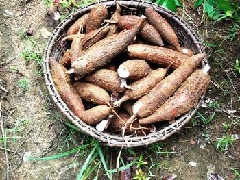 Fresh Cassava - Sambirano Valey - Madagascar