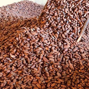 High Quality Organic Cocoa Beans in Bulk Wholesome Green and Dried Raw Cacao Certified Organic Packed in Bags Price - AL JABLI TRADING COMPANY LIMITED - Tanzania