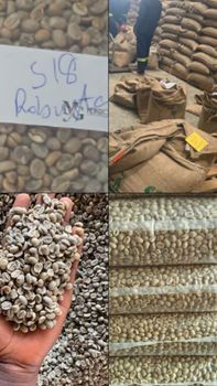 ROBUSTA COFFEE BEANS – product photo, Raw Robusta Coffee Beans products found from trusted suppliers, wholesalers, manufacturers & exporters Listing