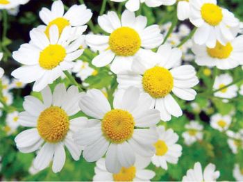 Premium Egyptian Dried Chamomile Flowers | Grade A - Natural Whole Blossoms | High Essential Oil Content | Global GAP Certified | Organic Export - Organic For Import & Export And Commercial Agencies - Egypt
