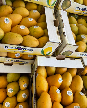 Fresh Edible Mangoes Naturally Sweet & Export Ready , Best Tropical Mango Fruit On Sale - Sosa Merchant Solutions - Austria