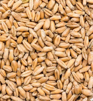 wheat – product photo, Wheat products found from trusted suppliers, wholesalers, manufacturers & exporters Listing