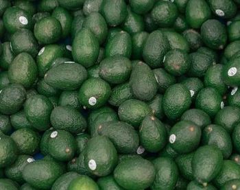 Avocado – product photo, Fresh Hass Avocado products found from trusted suppliers, wholesalers, manufacturers & exporters Listing