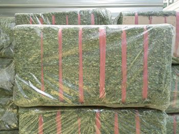 Premium Moringa Leaf - CV. Sekawan Cipta Dinar - Indonesia