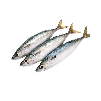 Wholesale Frozen Mackerel Fish Premium Quality - BMU TRADING GMBH - Germany