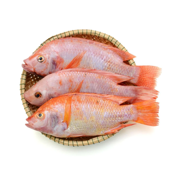 High quality Frozen seafood Frozen Red Tilapia Fish Wholesale Price - Exigentelaxia Unipessoal Lda - Portugal