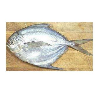 Silver Pomfret Fish Red Pomfret Frozen Seafood Fish For sale at Best Price - Exigentelaxia Unipessoal Lda - Portugal