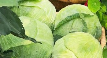 High Quality Chinese Fresh Vegetables White Cabbage for Export - Shouguang Aowoshi Vegetable Food Co., Ltd - China