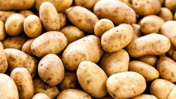 Hot Selling Natural Fresh Potatoes High Quality Fresh Potatoes Vegetables Wholesale Price - AK.BOLO MEDIK LTD - Thailand