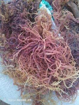 Seaweeds Impurities ≤ 3% Moisture Content ≤ 35% Shelf Life Up To 2 Years Processing Method Sun-dried Color Natural - afroceniccare - Tanzania