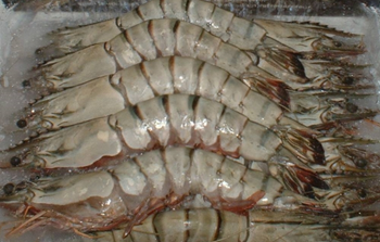 Frozen Prawns Carefully Frozen Marine Catch With High Quality Texture For Seafood Import Export And Wholesale Markets - TOSOH INTERNATIONAL - South Africa