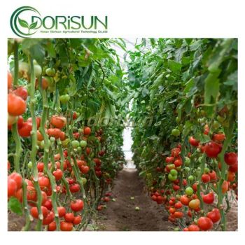 Plastic Single Span Temperature Control Grow Greenhouses Size Large Width 6-10m Span Single Layer Double Length 20-200m Location - Henan Dorisun Agricultural Technology Co, . Ltd - China