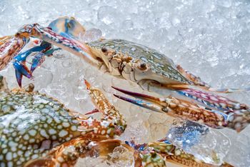 Blue Swimming Crab - Crabs Lanka Exports Pvt Ltd - Sri Lanka