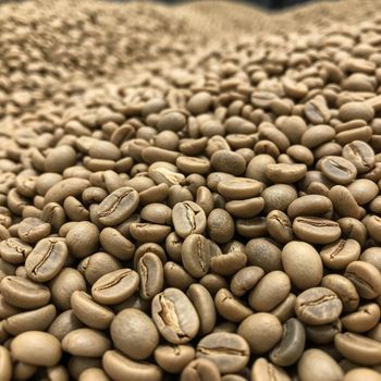 Washed Arabica Coffee Bean Crafted For Smooth Mouthfeel Preferred By Specialty Roasters Coffee Bean Buyers - AGRO AFRIQUE COMPANY LIMITED - Tanzania