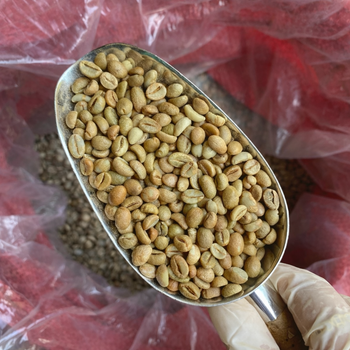 Arabica/ Robusta Green Coffee Bean. – product photo, Organic Arabica Green Coffee Beans products found from trusted suppliers, wholesalers, manufacturers & exporters Listing